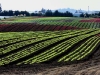 gps guided lettuce - nz fresh cuts, mangere